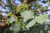 Populus pruinosa