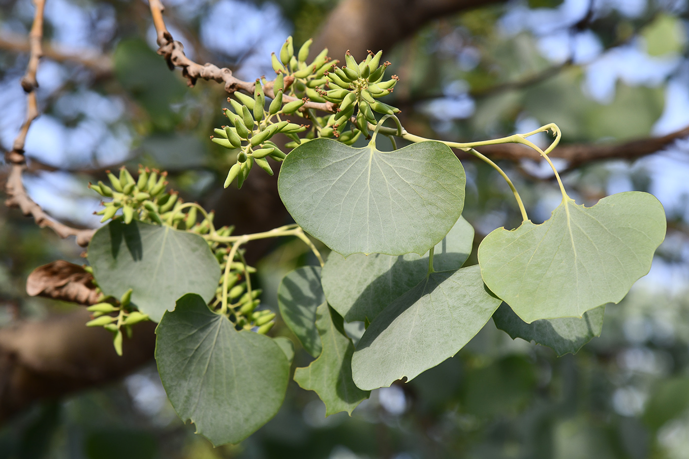 Изображение особи Populus pruinosa.