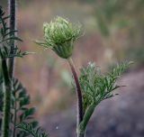 Daucus carota. Верхушка побега с соцветием. Ростовская обл., окр. г. Донецк, борт противопожарного водоёма. 14.06.2025.