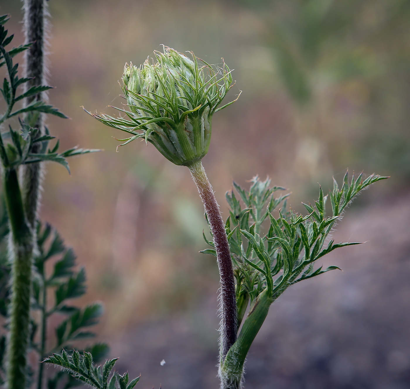 Image of Daucus carota specimen.