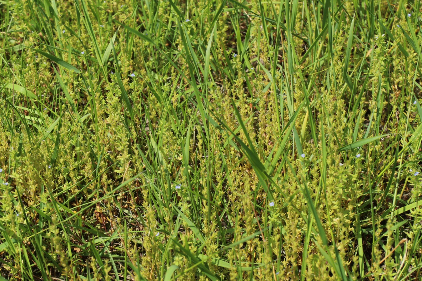 Image of Veronica arvensis specimen.
