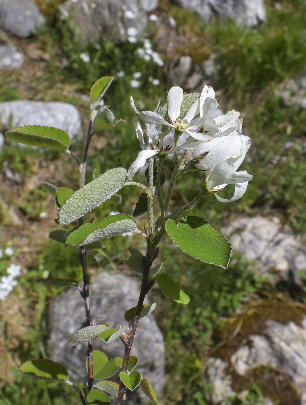 Изображение особи Amelanchier ovalis.