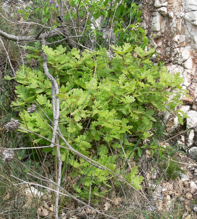 Изображение особи Quercus cerris.