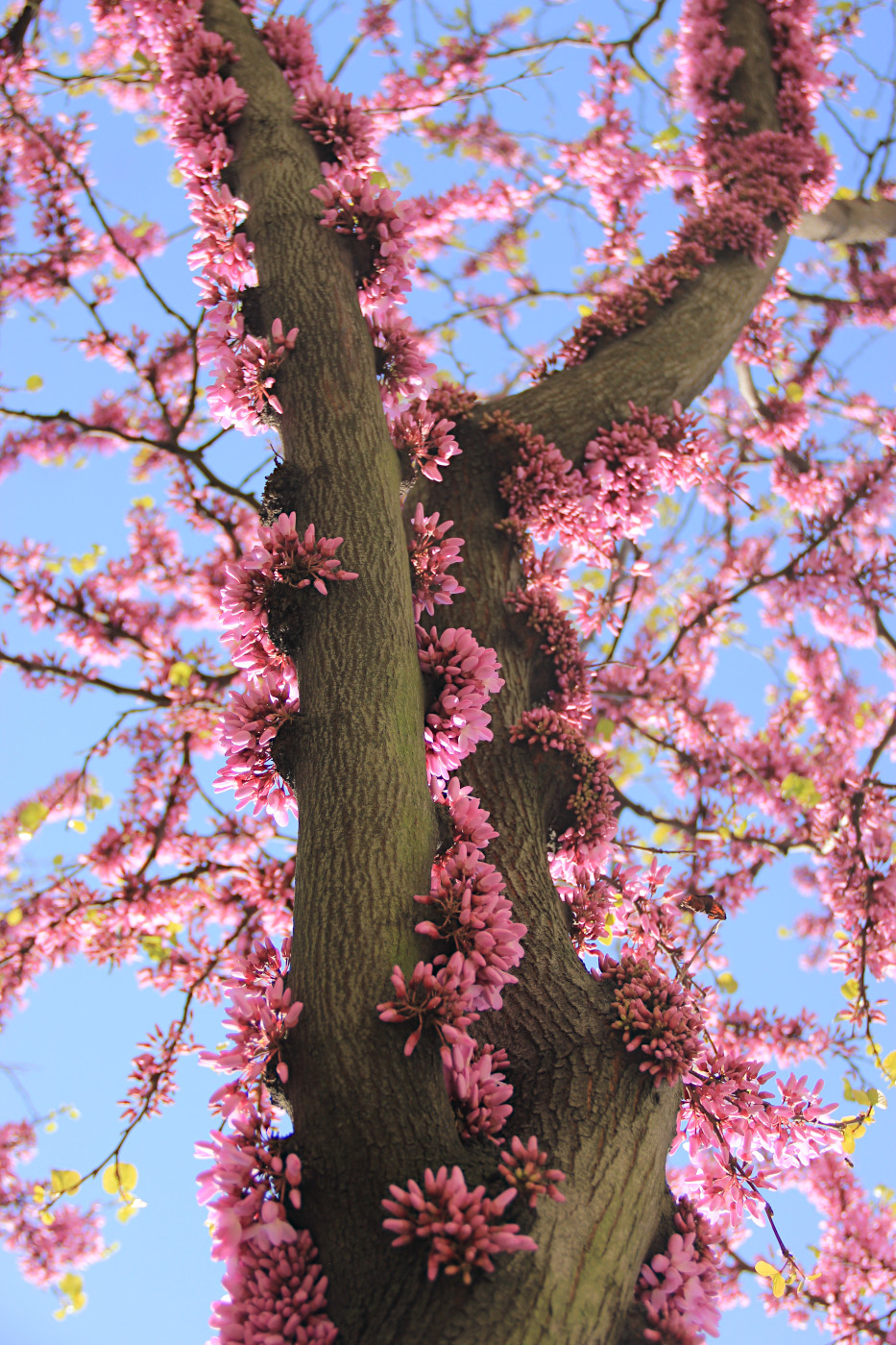 Изображение особи Cercis siliquastrum.