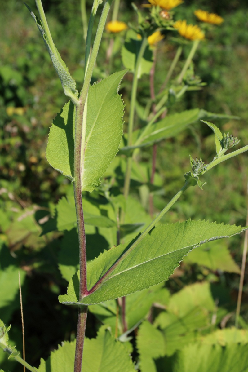 Image of Inula helenium specimen.