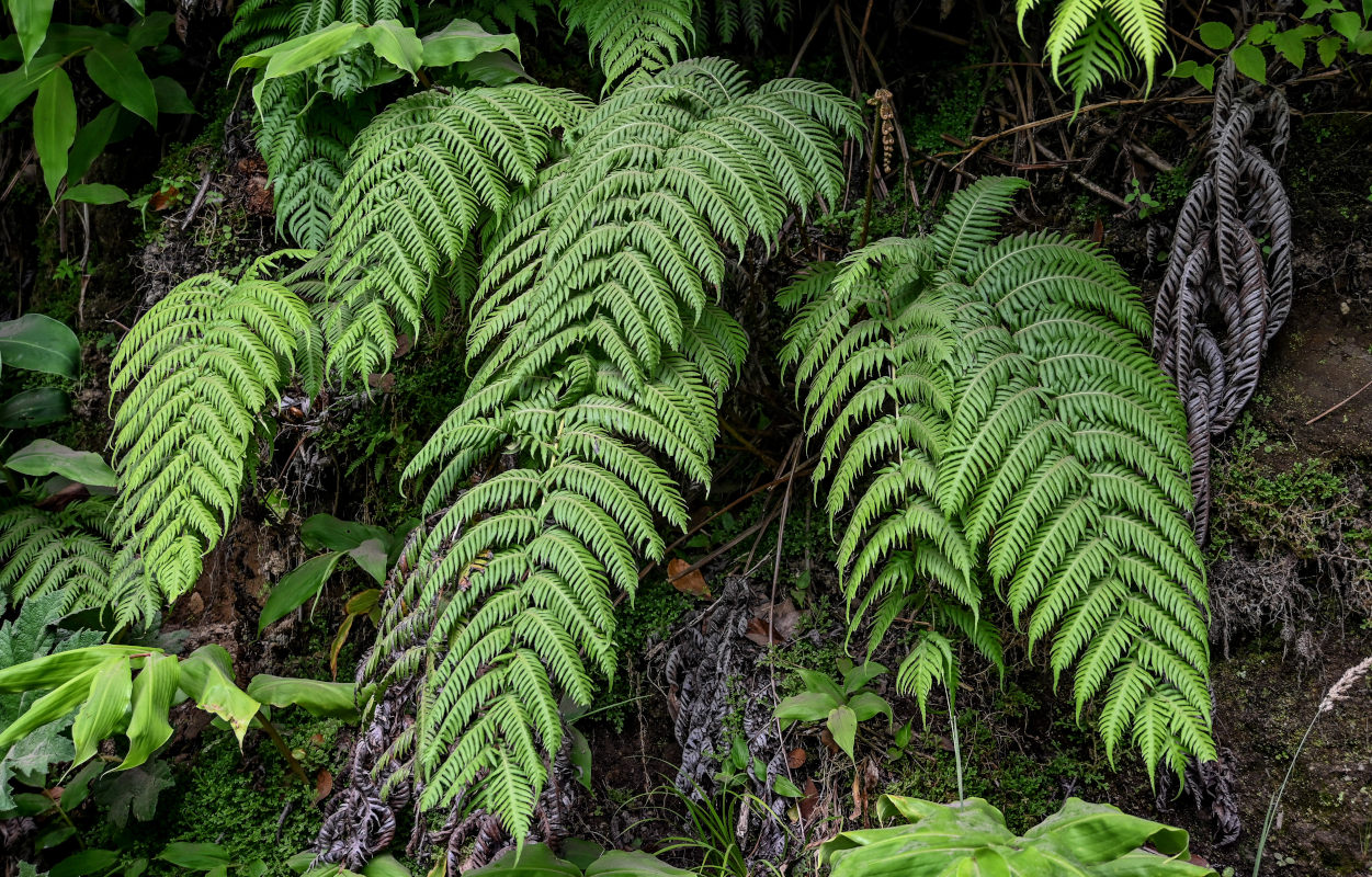 Image of Woodwardia radicans specimen.