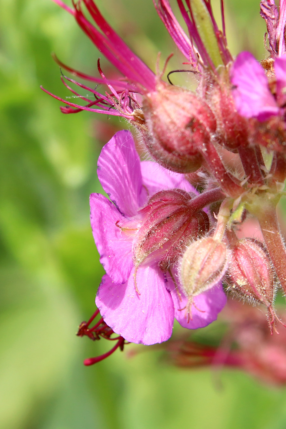 Image of Geranium macrorrhizum specimen.
