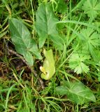 Arum italicum