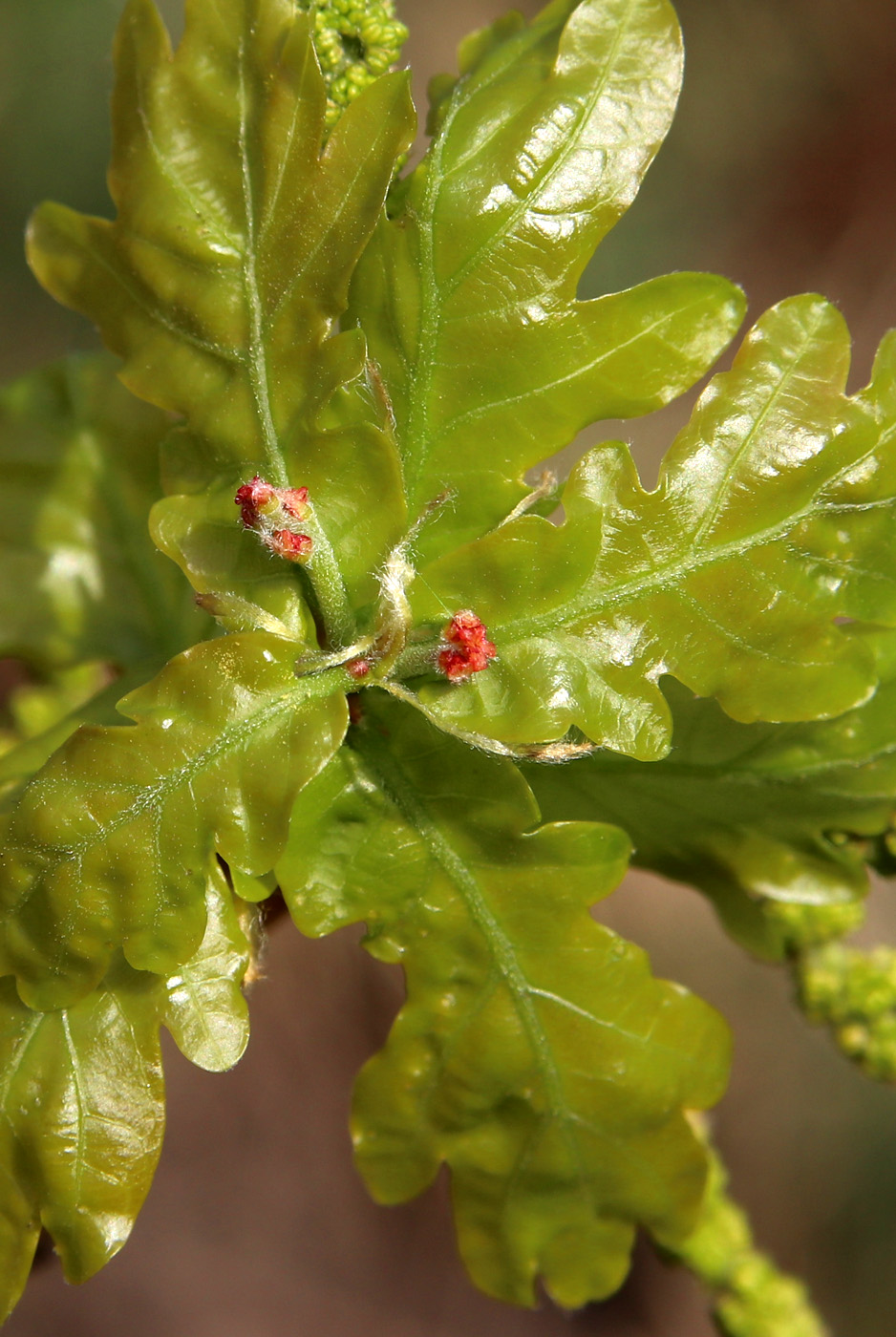 Image of Quercus robur specimen.