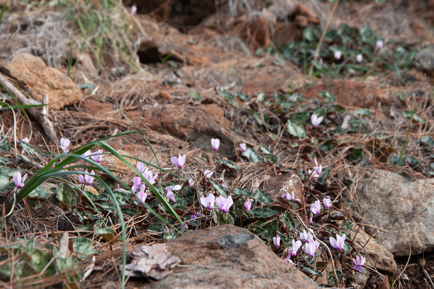 Изображение особи Cyclamen graecum ssp. anatolicum.