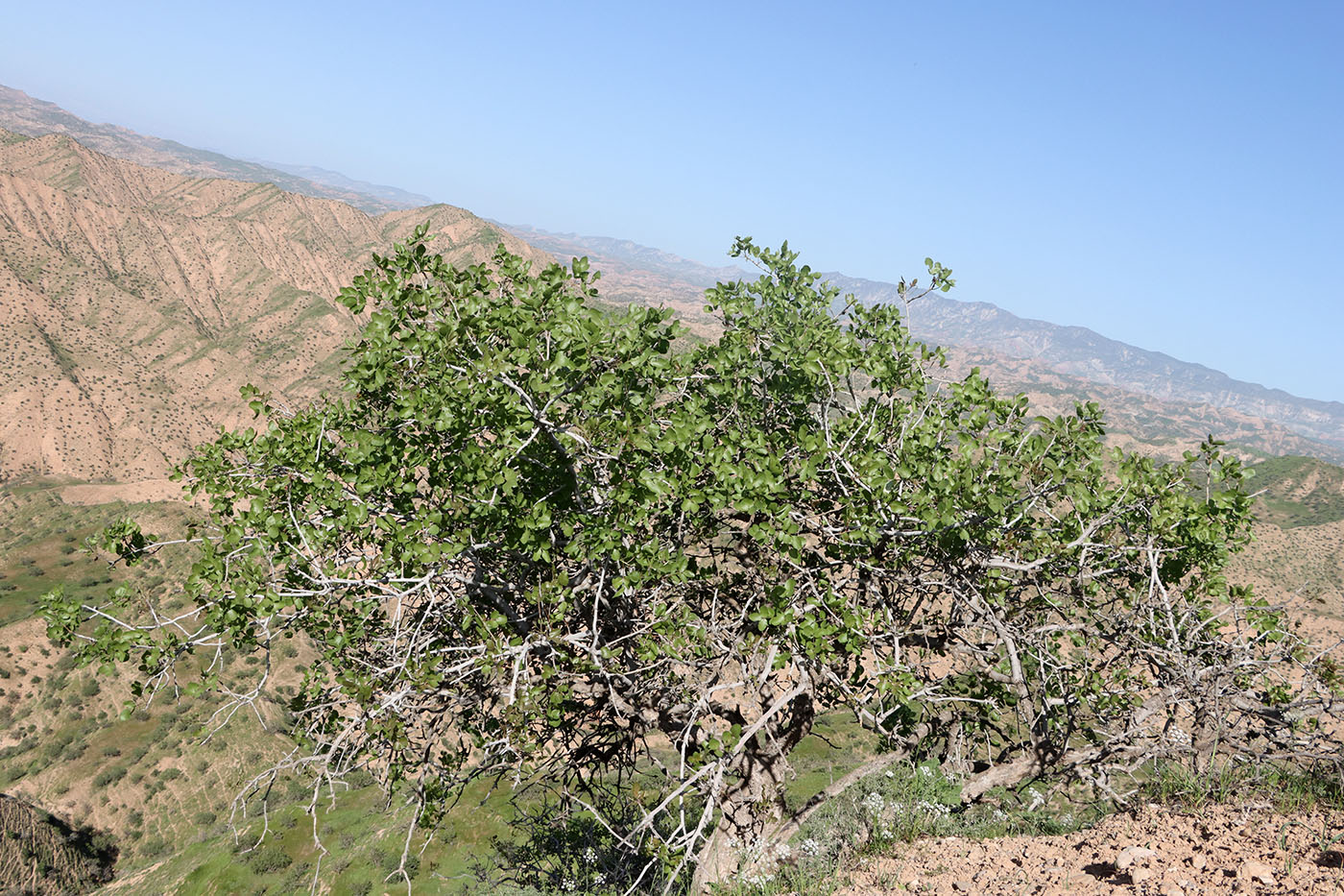 Image of Pistacia vera specimen.