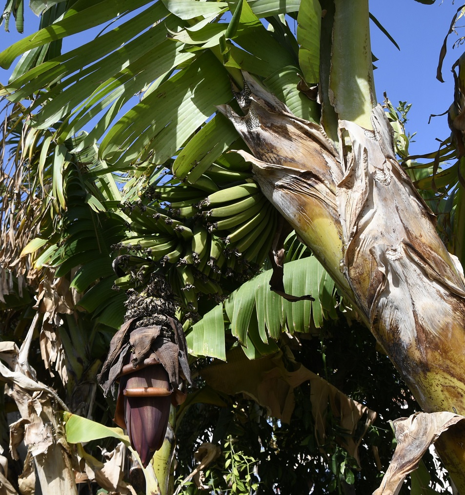 Изображение особи род Musa.