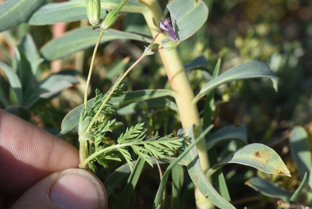 Изображение особи род Erodium.