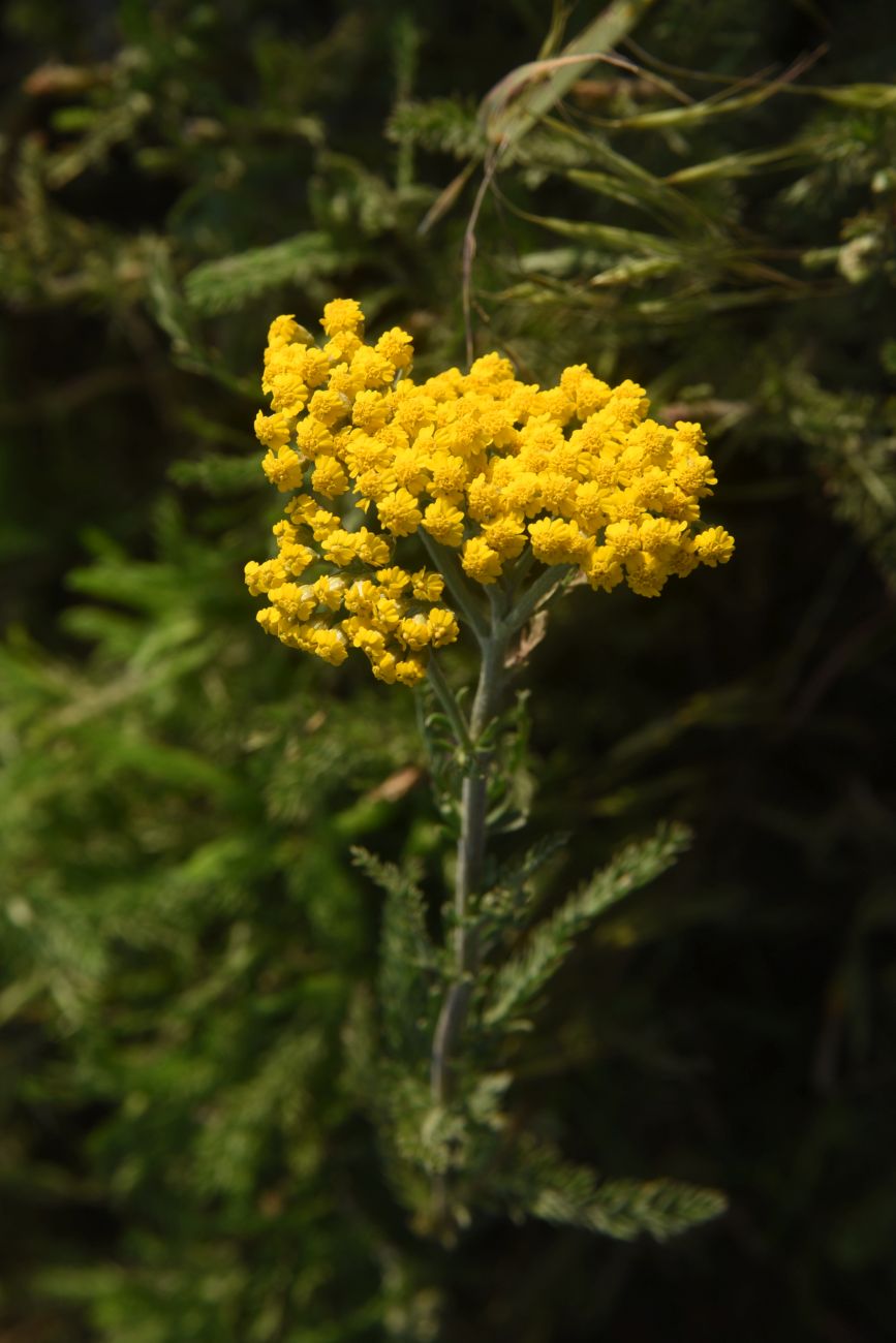 Image of genus Achillea specimen.