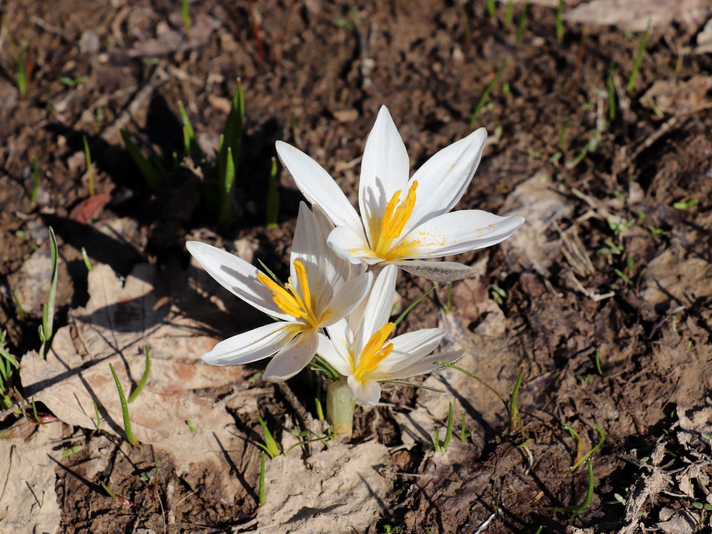 Image of Crocus alatavicus specimen.