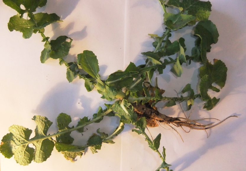 Изображение особи Brassica campestris.