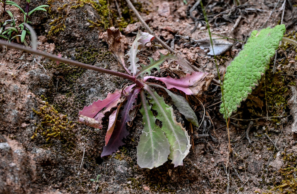 Изображение особи род Youngia.