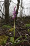 Orchis mascula. Цветущее растение. Краснодарский край, м/о город-курорт Геленджик, хр. Коцехур, широколиственный лес. 2 мая 2026 г.