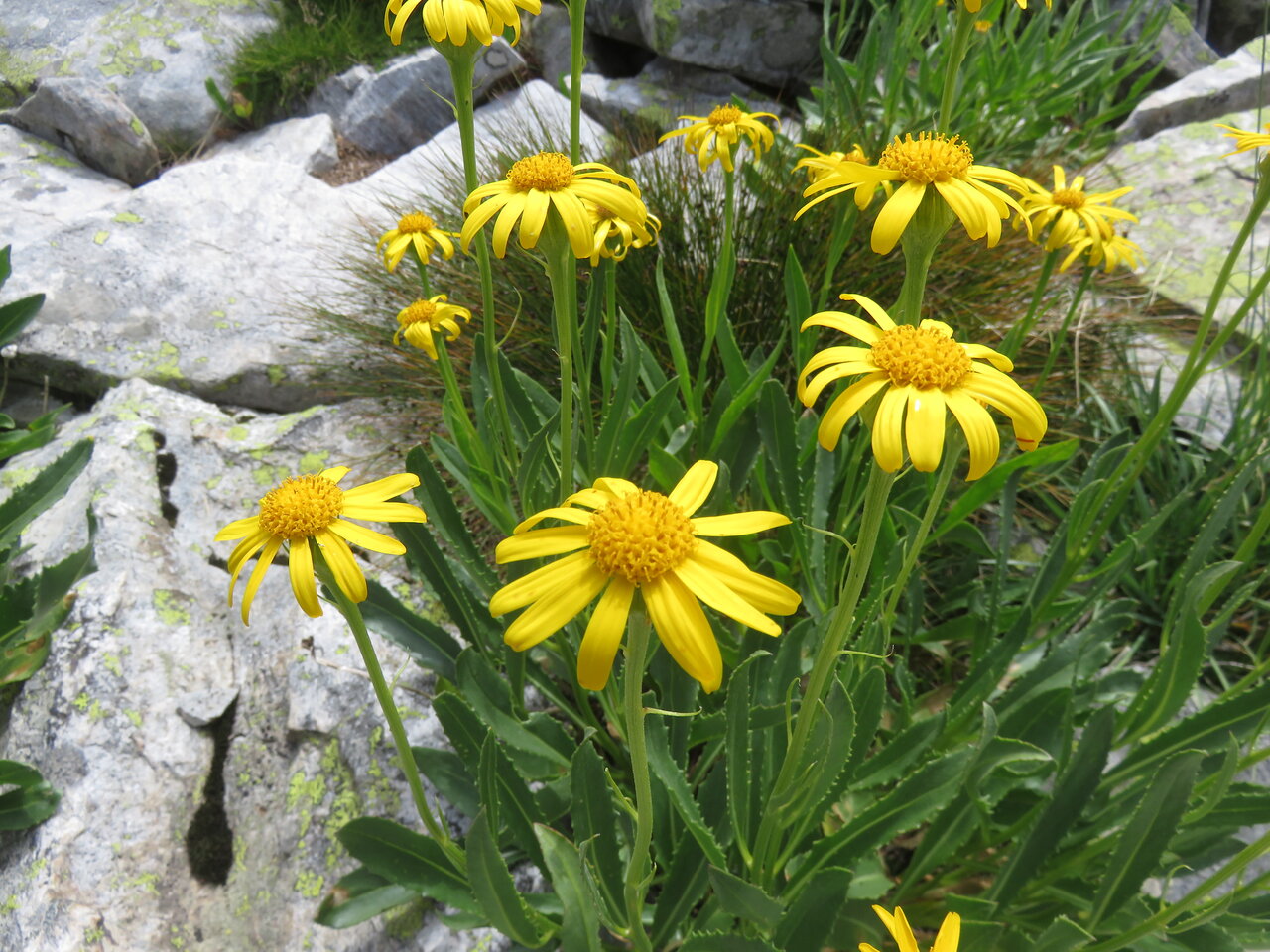 Image of Senecio doronicum specimen.