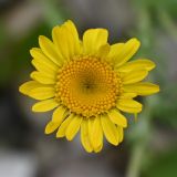 Anthemis tinctoria