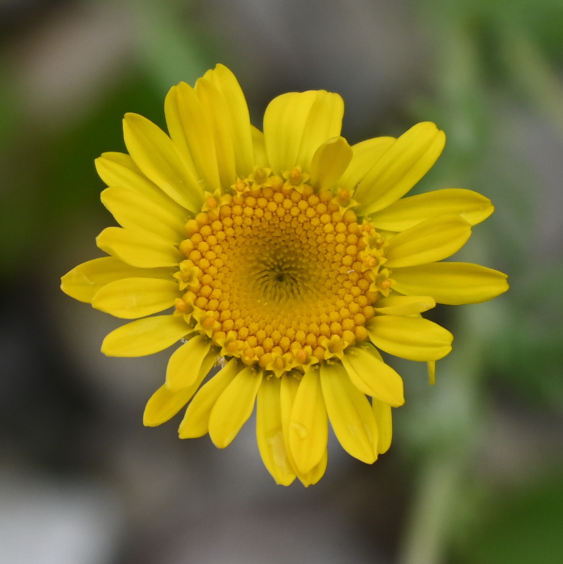 Изображение особи Anthemis tinctoria.
