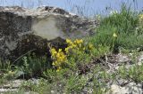 Genista albida. Цветущее растение. Крым, г. Симферополь, окр. мкр-на Пневматика, склон куэсты. 21.05.2026.