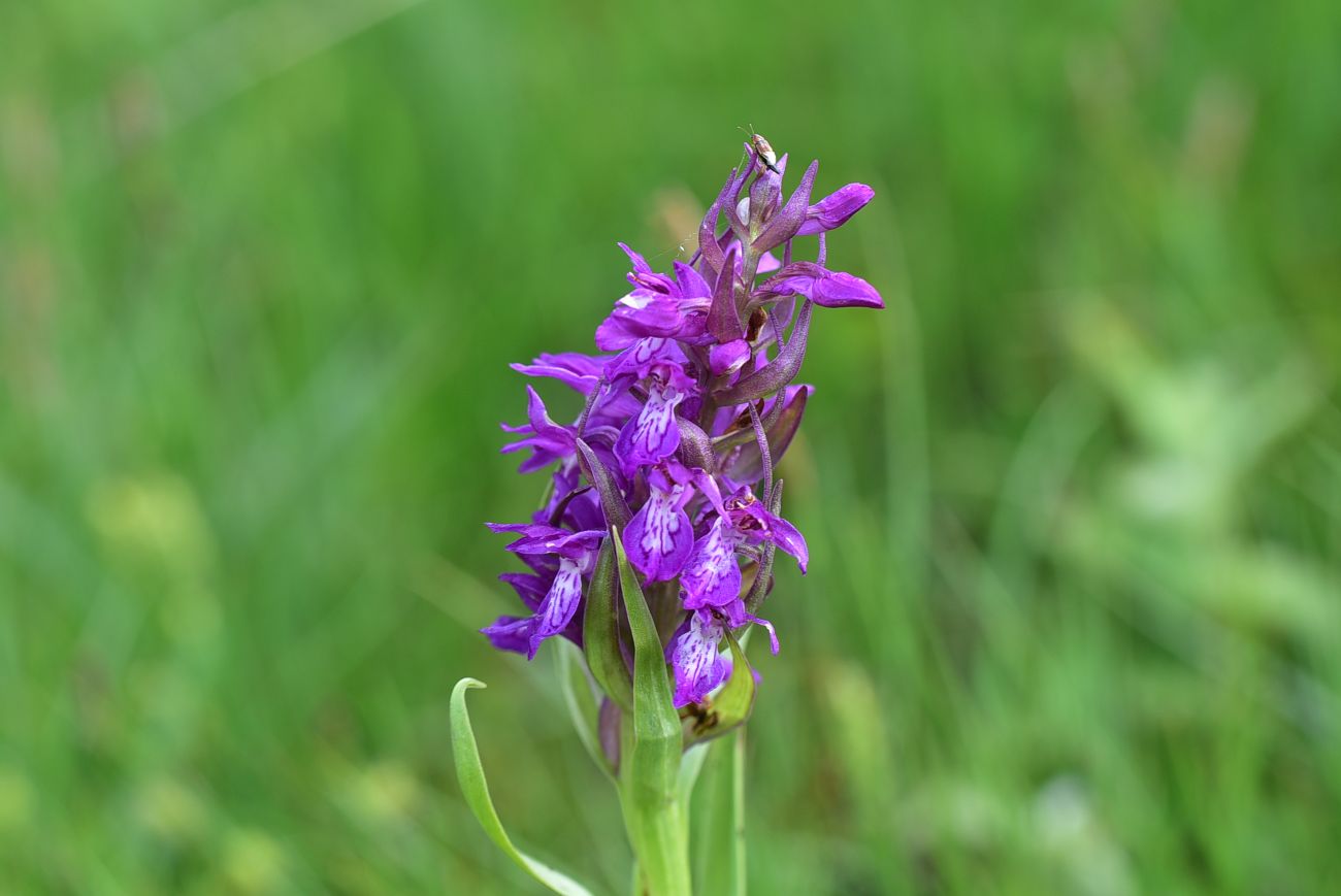 Image of genus Dactylorhiza specimen.