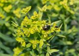 род Euphorbia. Соцветие с кормящимися жуками. Татарстан, окр. с. Камское Устье, дол. р. Волга, опушка смешанного леса (с преобладанием Pinus и Betula) у края скошенного поля, разнотравно-злаковый луг. 01.06.2026.