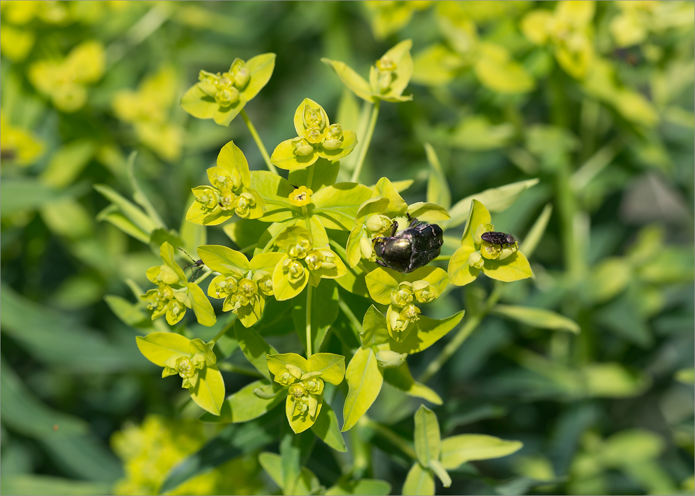 Image of genus Euphorbia specimen.