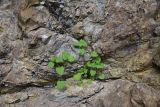 familia Lamiaceae