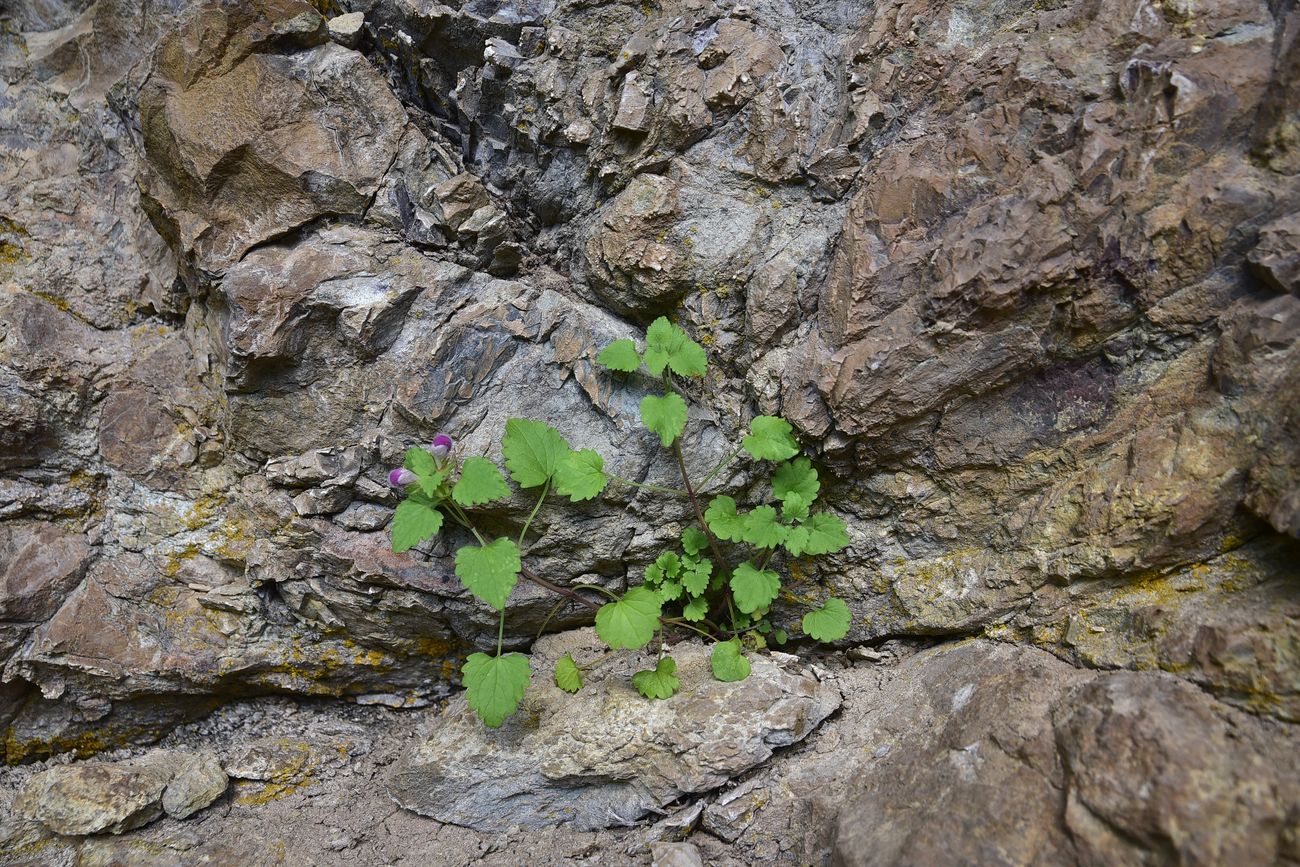 Image of familia Lamiaceae specimen.
