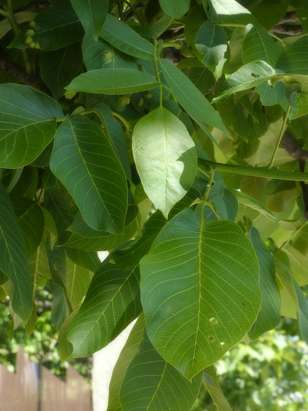 Image of Juglans regia specimen.