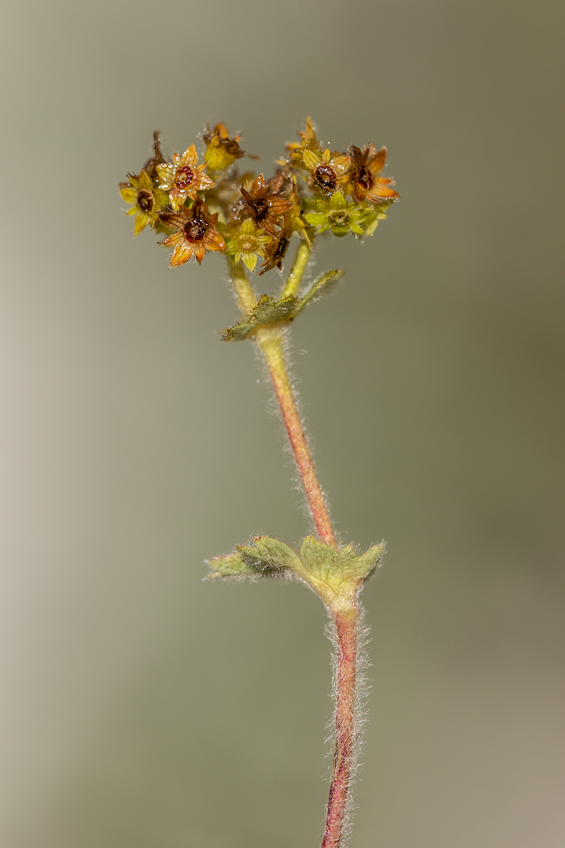 Изображение особи род Alchemilla.