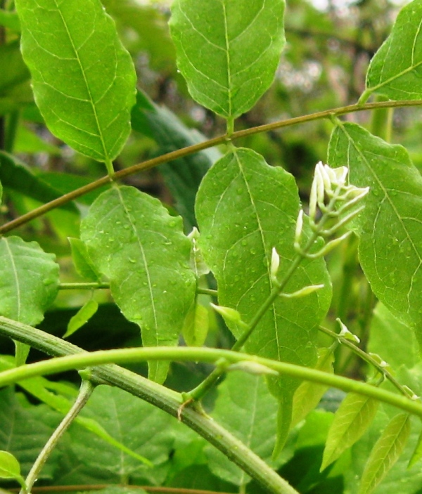 Image of Wisteria sinensis specimen.