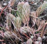 Sedum reflexum