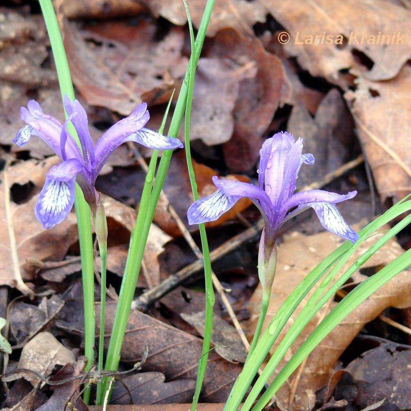 Image of Iris uniflora specimen.