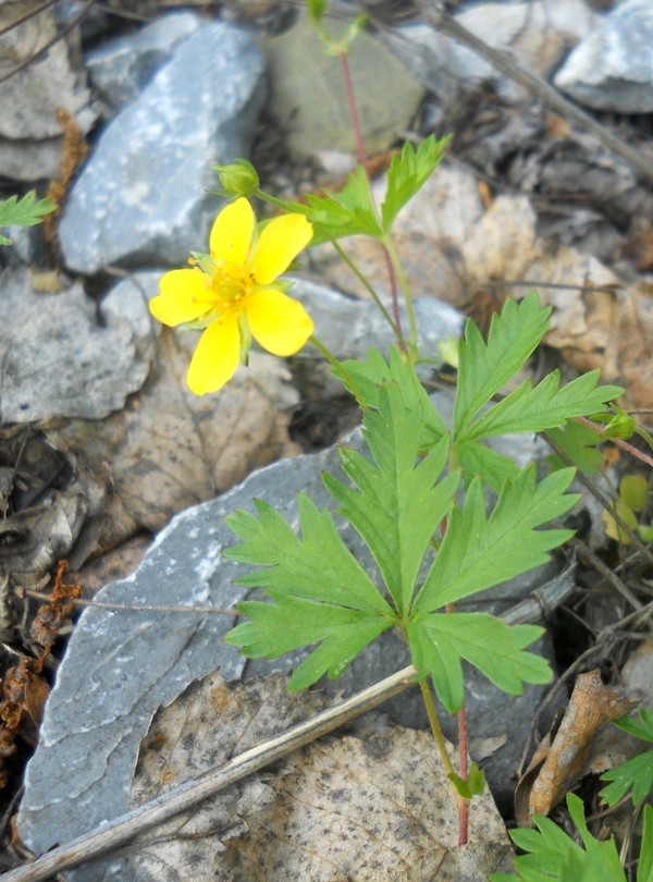 Изображение особи Potentilla flagellaris.