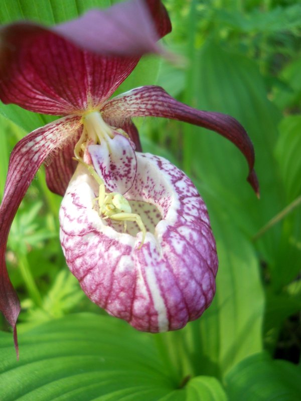 Image of Cypripedium &times; ventricosum specimen.