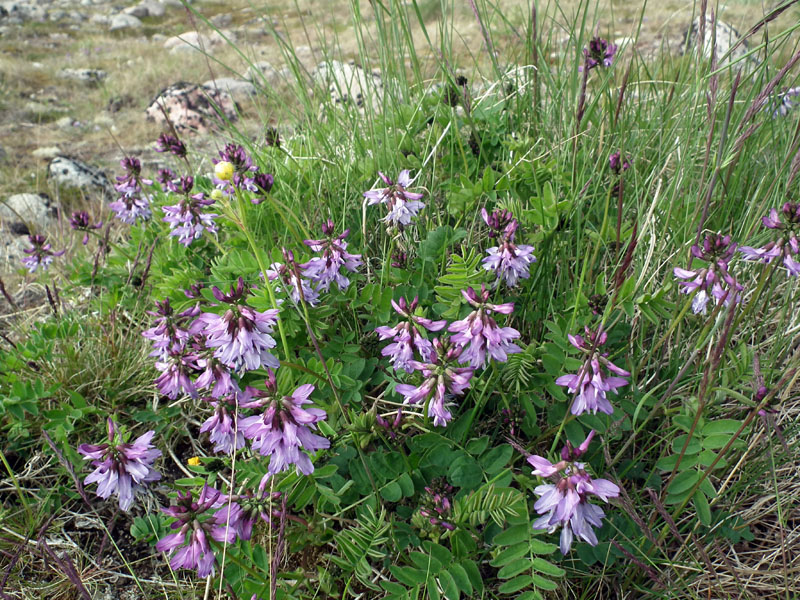 Изображение особи Astragalus subpolaris.