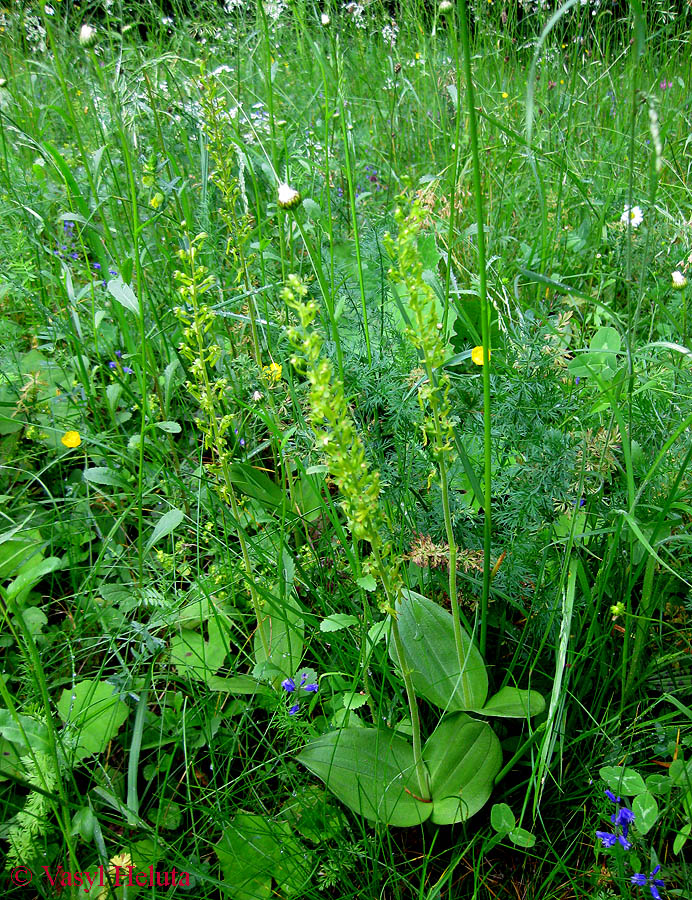 Image of Listera ovata specimen.