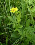 Potentilla reptans