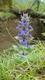 Ajuga genevensis