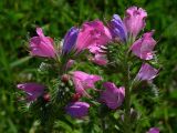 Echium vulgare. Соцветия: среди обычных синих и голубых цветов встречаются отдельные растения с ярко-розовыми цветами, причем, они вовсе не синеют со временем... Киев, Святошинский лес, поросль на месте санитарной порубки. Июнь 2006 г.
