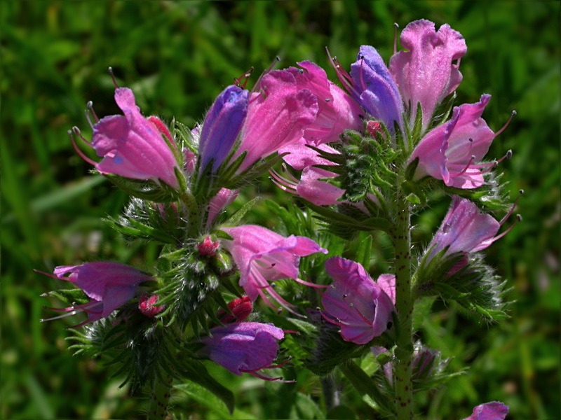 Изображение особи Echium vulgare.