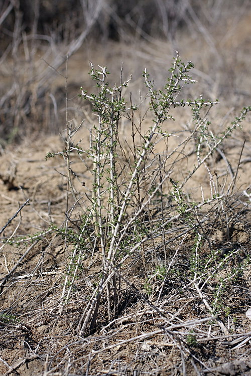 Image of Lycium ruthenicum specimen.