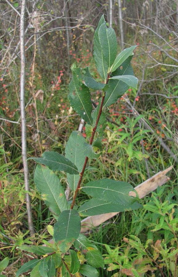 Изображение особи Salix &times; tetrapla.