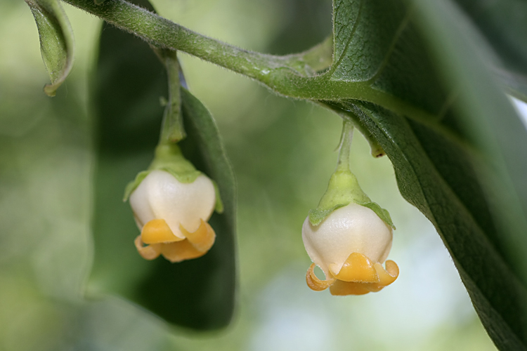 Image of Diospyros kaki specimen.