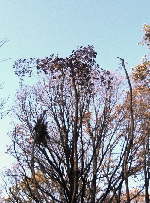 Image of Aralia elata specimen.