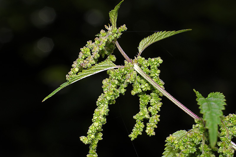 Изображение особи Urtica dioica.