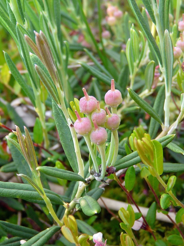 Изображение особи Andromeda polifolia.